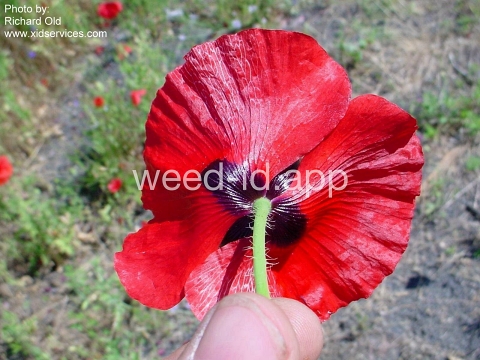 poppy, corn